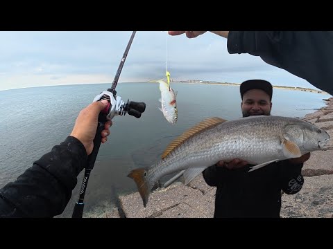 Видео: Рыбалка с причала ранней осенью на живую и резаную наживку для морского окуня и других видов рыб.