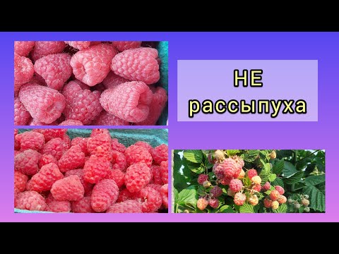 Видео: Почему рассыпается ягода на ремонтантной малине