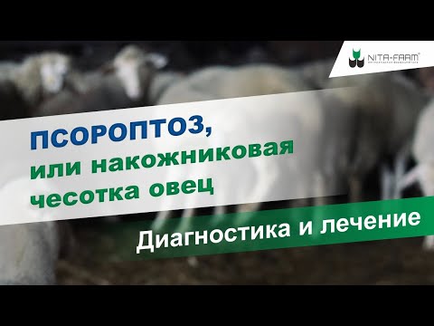 Видео: Псороптоз, или накожниковая чесотка овец. Диагностика и лечение