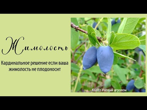 Видео: Кардинальное решение если ваша жимолость не плодоносит