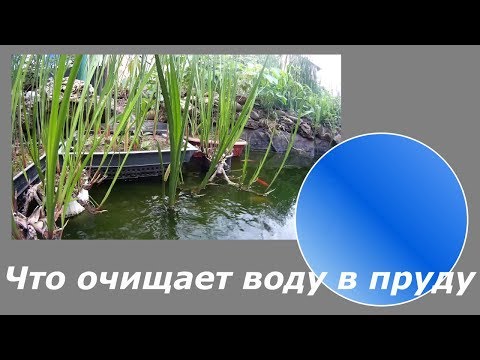 Видео: Что очищает воду в пруду?