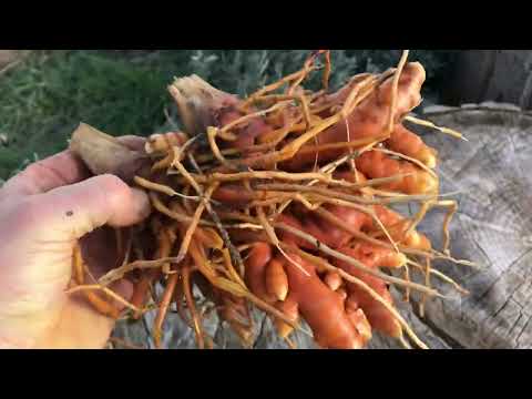 Видео: Выращиваем куркуму