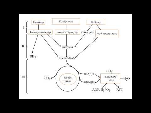 Видео: Зат алмасуына кіріспе Биологиялық тотығу