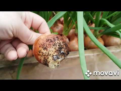 Видео: Сравнение лука на выгонку. Сорта Дайтона, Манас, Кремень, Берди.