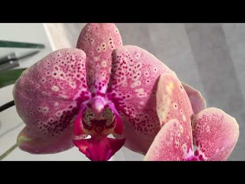 Видео: Не закрепляю цветоносы у орхидей. Переставляю с места на место )))