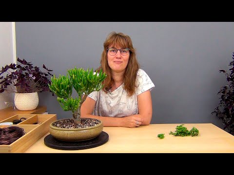 Видео: Бонсай из крассулы Коралл (ч.2).