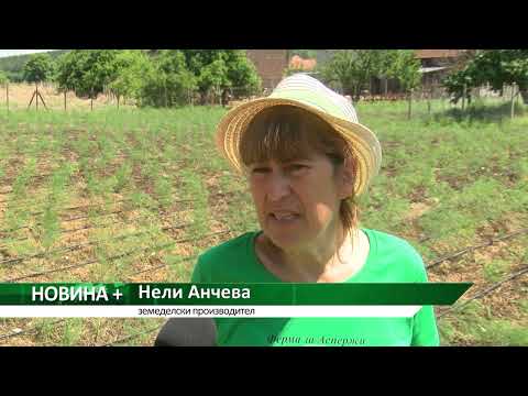 Видео: Новина плюс: Български аспержи в Джулюница, автор: Ана Минева