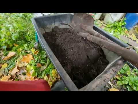 Видео: 4400 Как сажать чеснок. How to plant garlic.