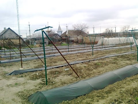 Видео: Укрытие винограда