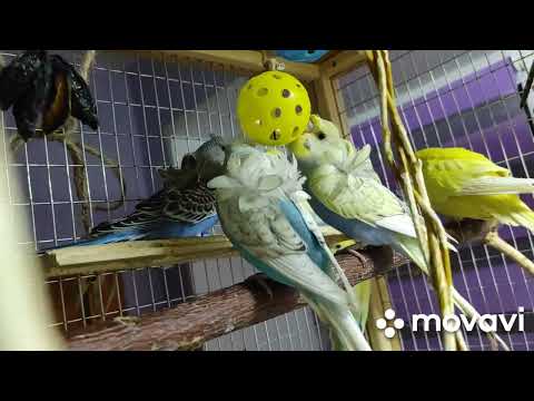 Видео: Встречи в вольере Выставочных Волнистых Попугаев и Хагоромо #птенцы #чехи   #хагоромопопугайчики