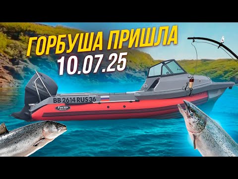 Видео: 10 07 25 где горбуша ???