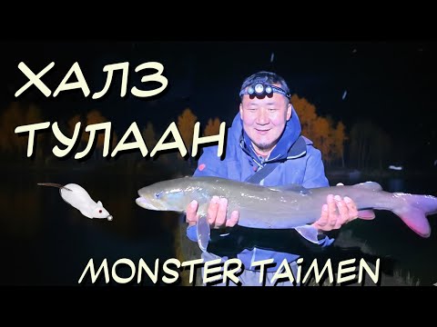 Видео: Найзтайгаа мөрийцөөд ХУЛГАНА-аар Тул барив! | I Bet My Friend & Caught a Taimen on a MOUSE!