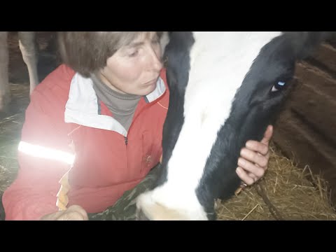 Видео: Чем кормить корову после отела. Как я кормлю корову.