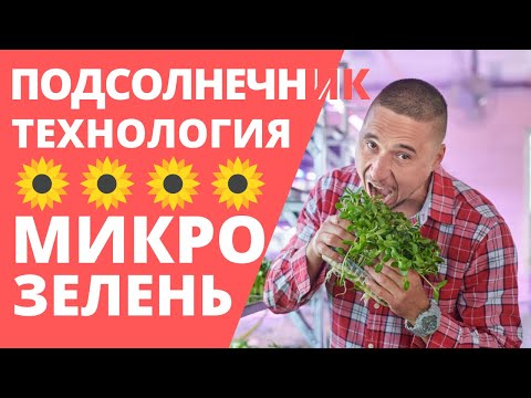 Видео: Как вырастить Микрозелень подсолнечника. Технология