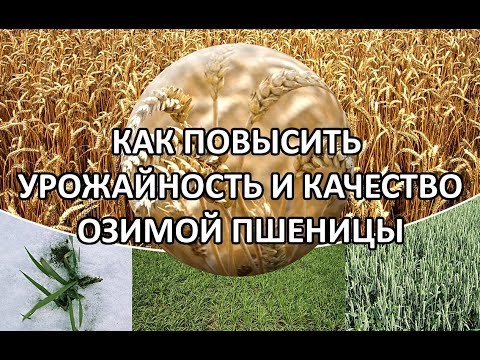 Видео: Урожайность и качество озимой пшеницы