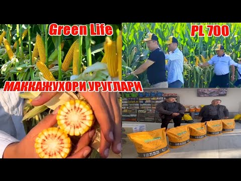 Видео: МАККАЖУХОРИ УРУГЛАРИ ВА ХОСИЛДОР НАВЛАРИ Green Life PL700 САМАРКАНДДА