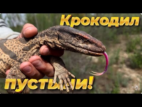 Видео: Крокодил пустыни. Серый варан.