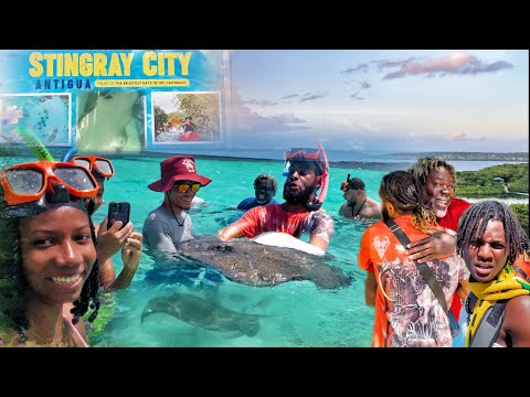 Видео: Исследование Антигуа (плавание с гигантскими скатами)