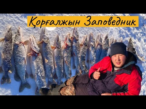 Видео: Шортанды қырдық Балық жақсы түсті. Зимняя рыбалка Қазақстан, жор щуки