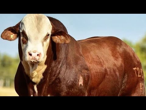 Видео: Пять лучших гибридных пород крупного рогатого скота, меняющих будущее животноводства