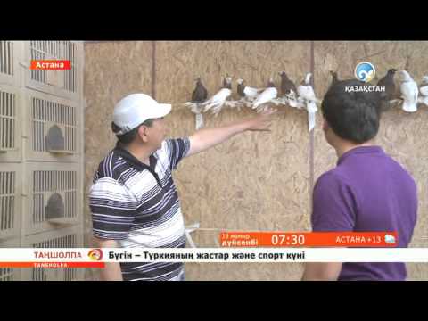 Видео: Астаналық Қопабай Ихсанұлы 400-ден астам кептер асырауда