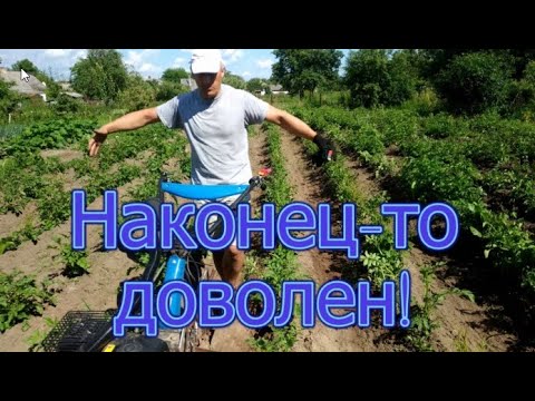 Видео: Окучивание средним мотоблоком широких междурядий картофеля