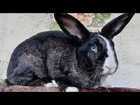 Видео: Вакцинации кроликам