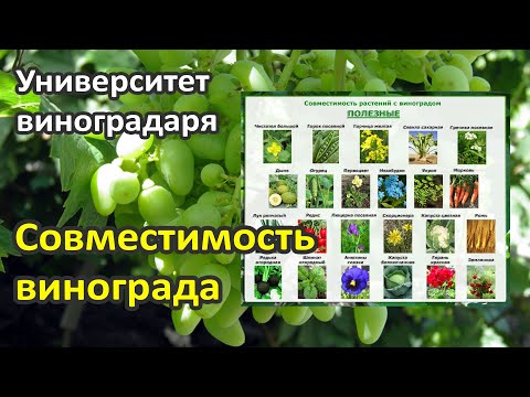 Видео: 16. Совместимость винограда с другими растениями