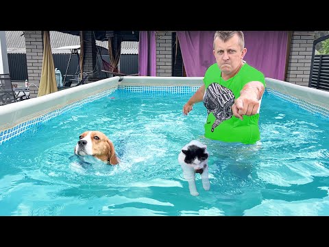 Видео: ШЕРЛОК ПРОТИВ КОТА. БРОС ШОУ ПЕТ