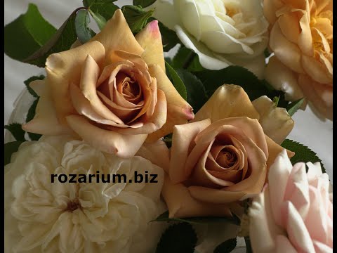 Видео: коко-локо, хоней дижон, мокароза, питомник роз полины козловой rozarium.biz ,coffee colored roses