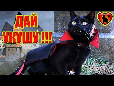 Видео: 19 Причин, Почему Кошка Кусается?! Как Отучить Кошку Кусаться!