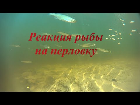 Видео: Реакция рыбы на перловку.