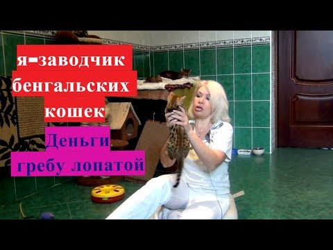 Видео: Я заводчик кошек и деньги гребу лопатой???