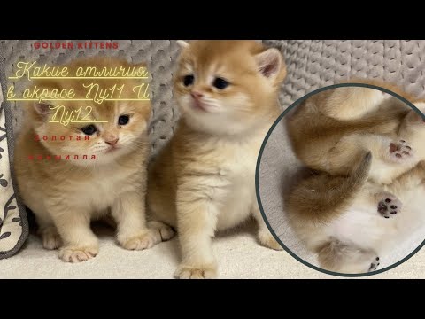 Видео: 🧡КАК ОТЛИЧИТЬ NY11ОТ NY12🧡ЗОЛОТАЯ ШИНШИЛЛА КОШКА🧡GOLDEN KITTENS🧡