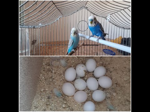 Видео: Самка попугая снесла 11 яиц. Кладка яиц. The female parrot laid 11 eggs. Самка папугая знесла 11 яек