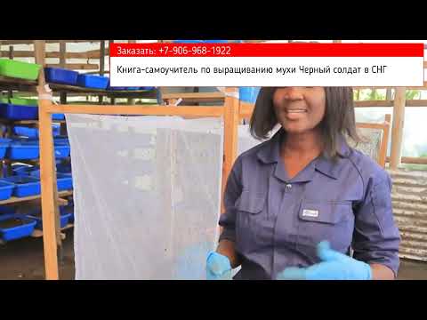 Видео: Муха Черный солдат помогает заработать и выбраться из нищеты в Кении. Малый бизнес в Африке