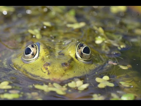 Видео: Настоящие лягушки – 1