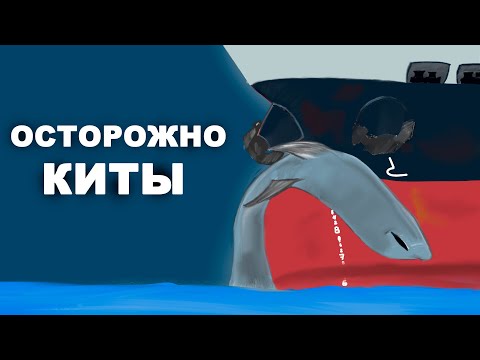 Видео: Киты. Гибель от столкновения с морскими суда. Где, когда и сколько. #моряки #киты #касатка