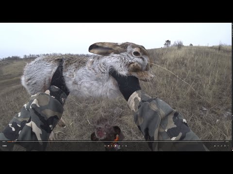 Видео: Охота на матерого зайца 4,8кг!!!.