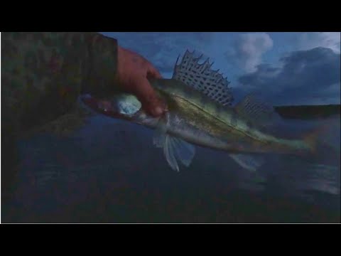 Видео: А  МОЖЕТ  НОЧЬЮ ??? Рыбалка на Оби ( Сузун )  3 сентября 2023г.