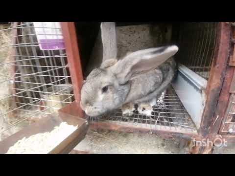 Видео: Разведение кроликов в личном подобном хозяйстве, обустройство крольчатника.