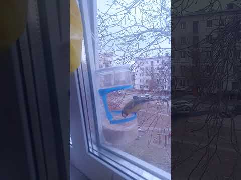 Видео: 31 октября 2025 г.