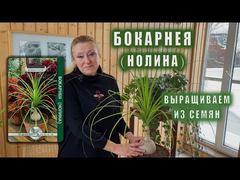 Видео: Бокарнея, выращиваем из СЕМЯН.