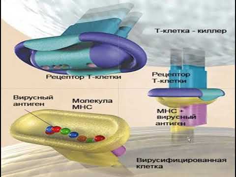 Видео: Клеточный адаптивный иммунитет