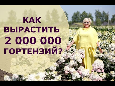 Видео: ВЕРА ГЛУХОВА: ВСЕ СЕКРЕТЫ ЗДОРОВЫХ ЦВЕТУЩИХ ГОРТЕНЗИЙ