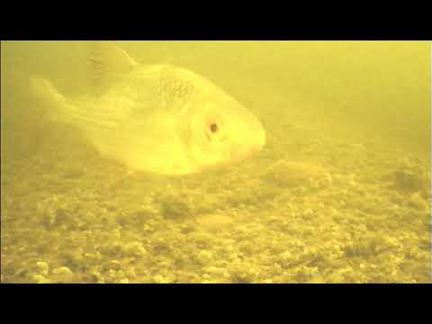 Видео: Подводный мир отводного канала. 28.05.2025.