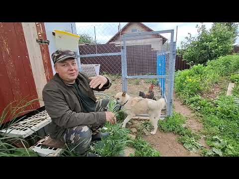 Видео: Снова о жизни биороботов и солнечной энергетике. В чем секрет прогресса СССР и нынешнего Китая.