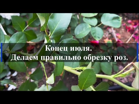 Видео: Конец июля. Делаем правильно обрезку роз. Питомник растений Е. Иващенко