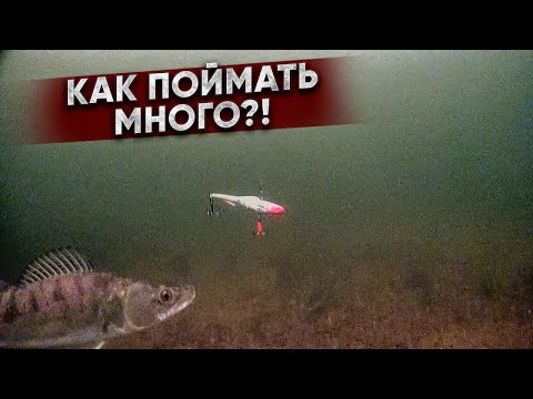 Видео: ГДЕ искать и на КАК ПОЙМАТЬ МНОГО РЫБЫ / СЕКРЕТЫ и советы ловли судака