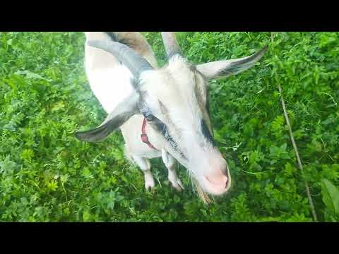 Видео: Кози. Плюси і мінуси утримання
